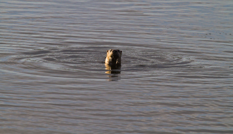 River Otter